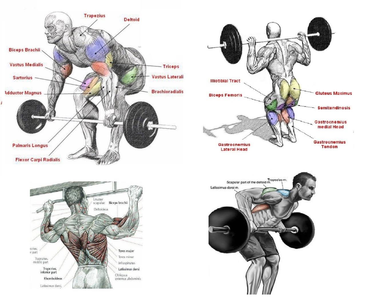 Top strength training exercises for building muscle mass quickly