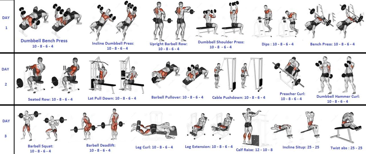 Weight training programs for muscle gain and strength increase